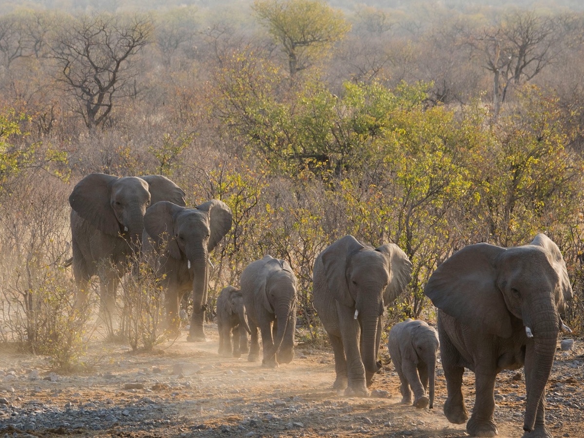 ETOSHA · NAMIBIA landscape